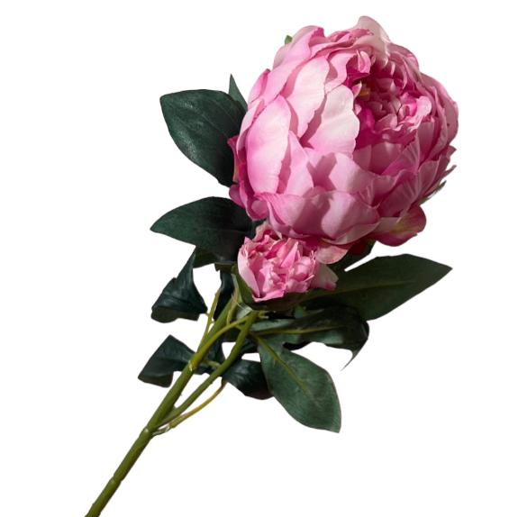 Peonia
