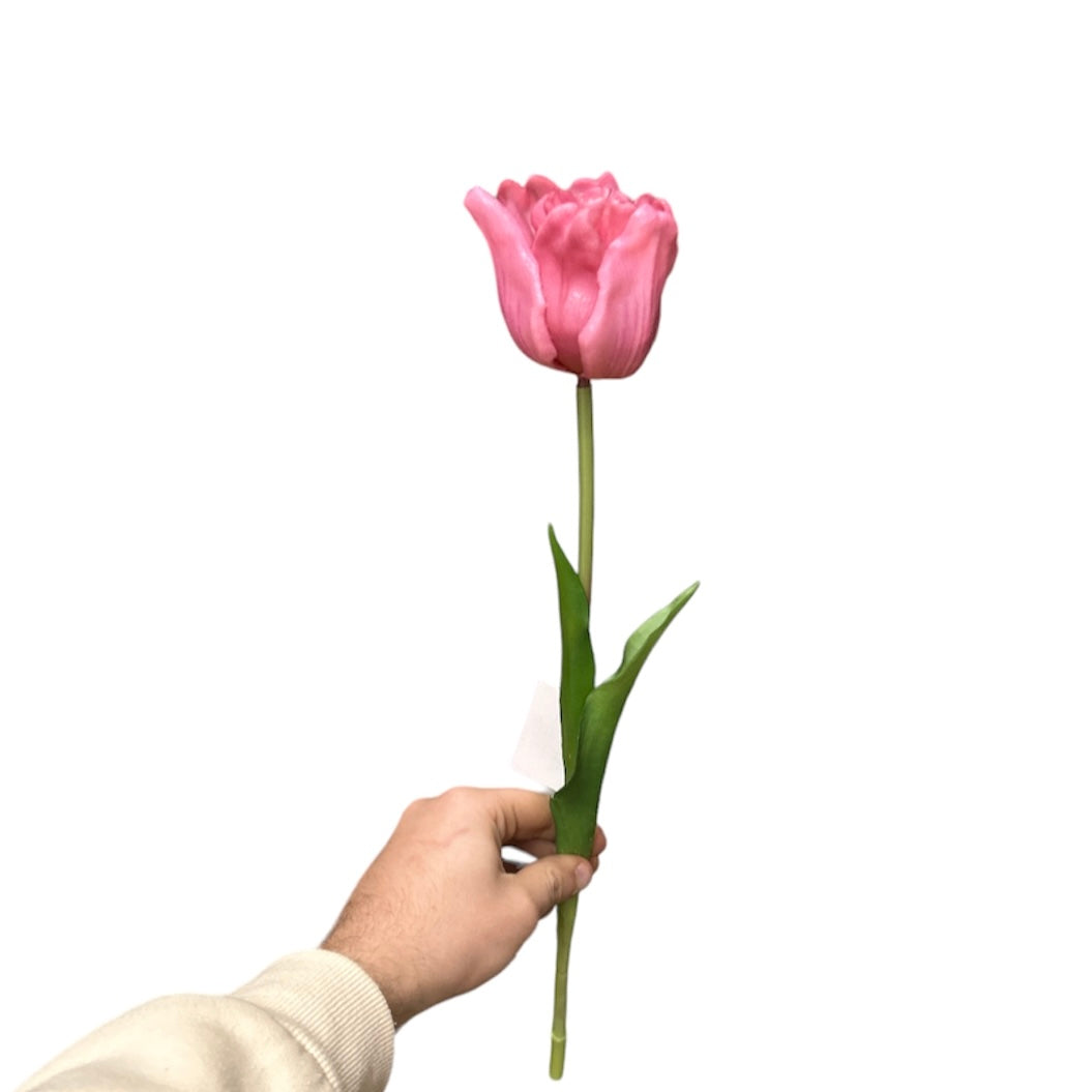 Tulipano singolo