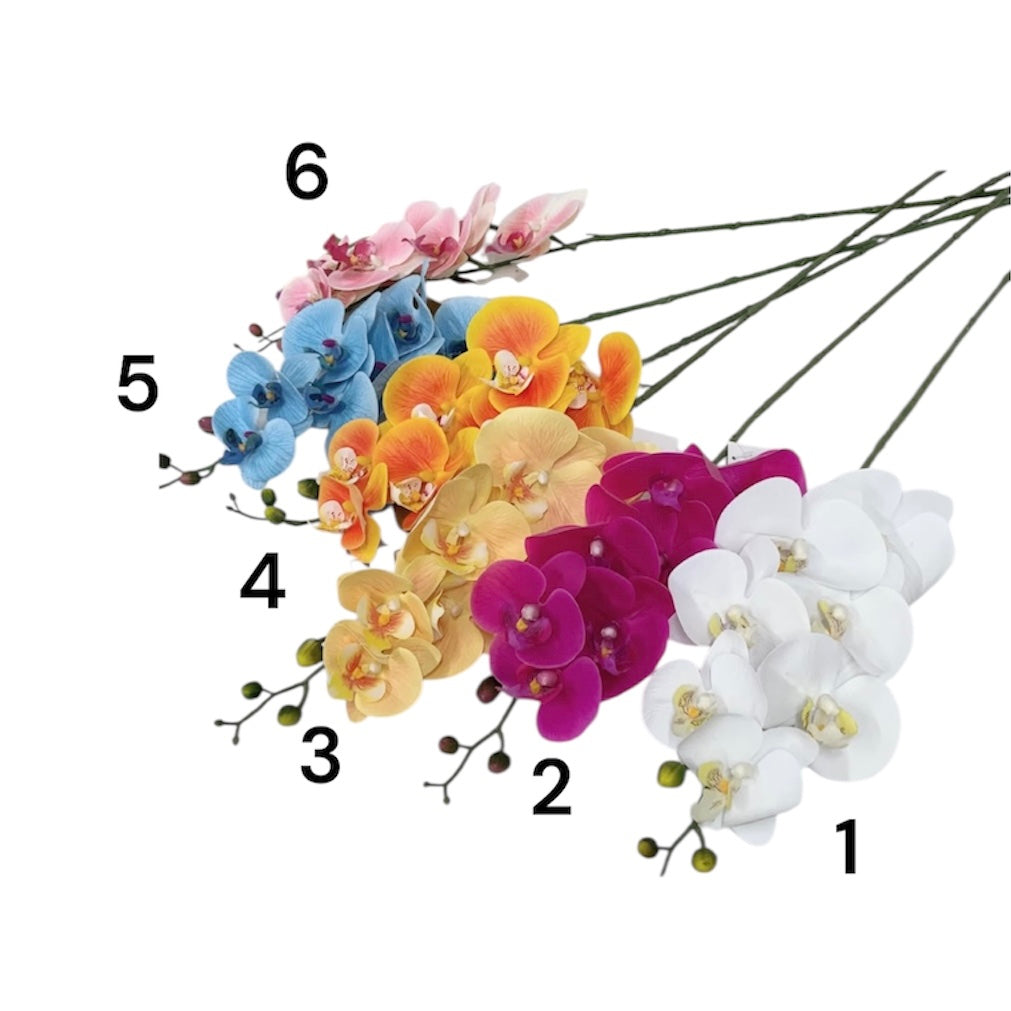 Phalaenopsis spray x12
