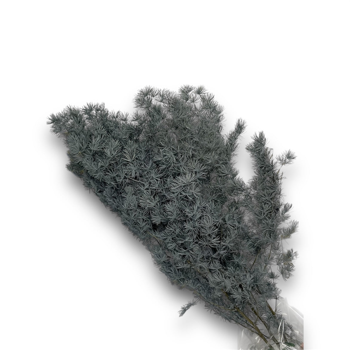 Ming Fern Stabilizzato – Mazzo