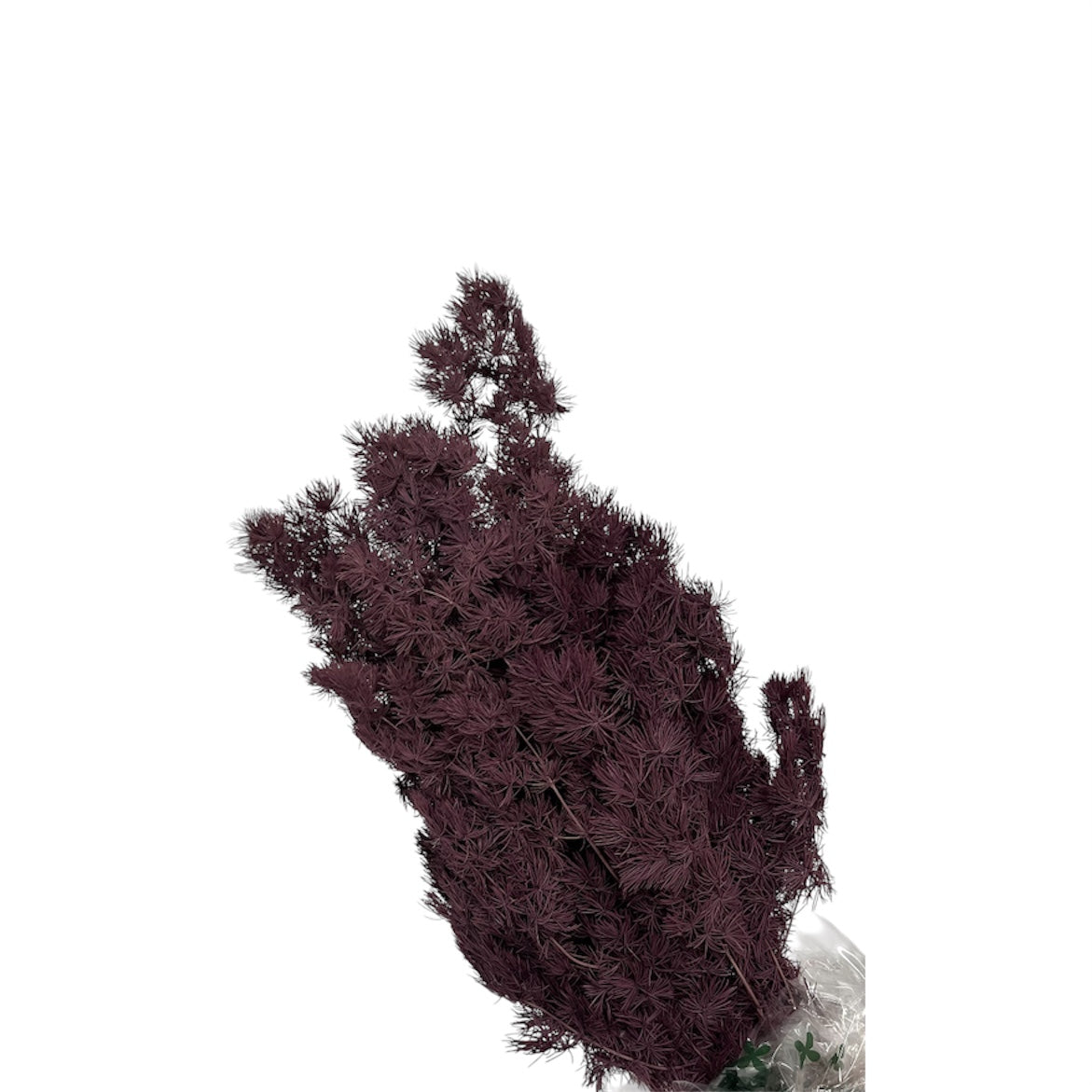 Ming Fern Stabilizzato – Mazzo