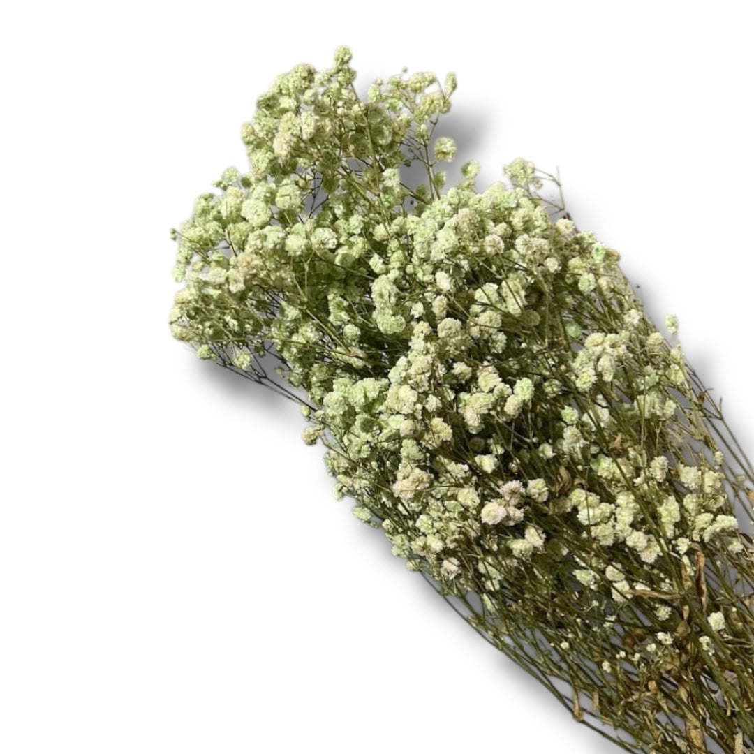 Gypsophila