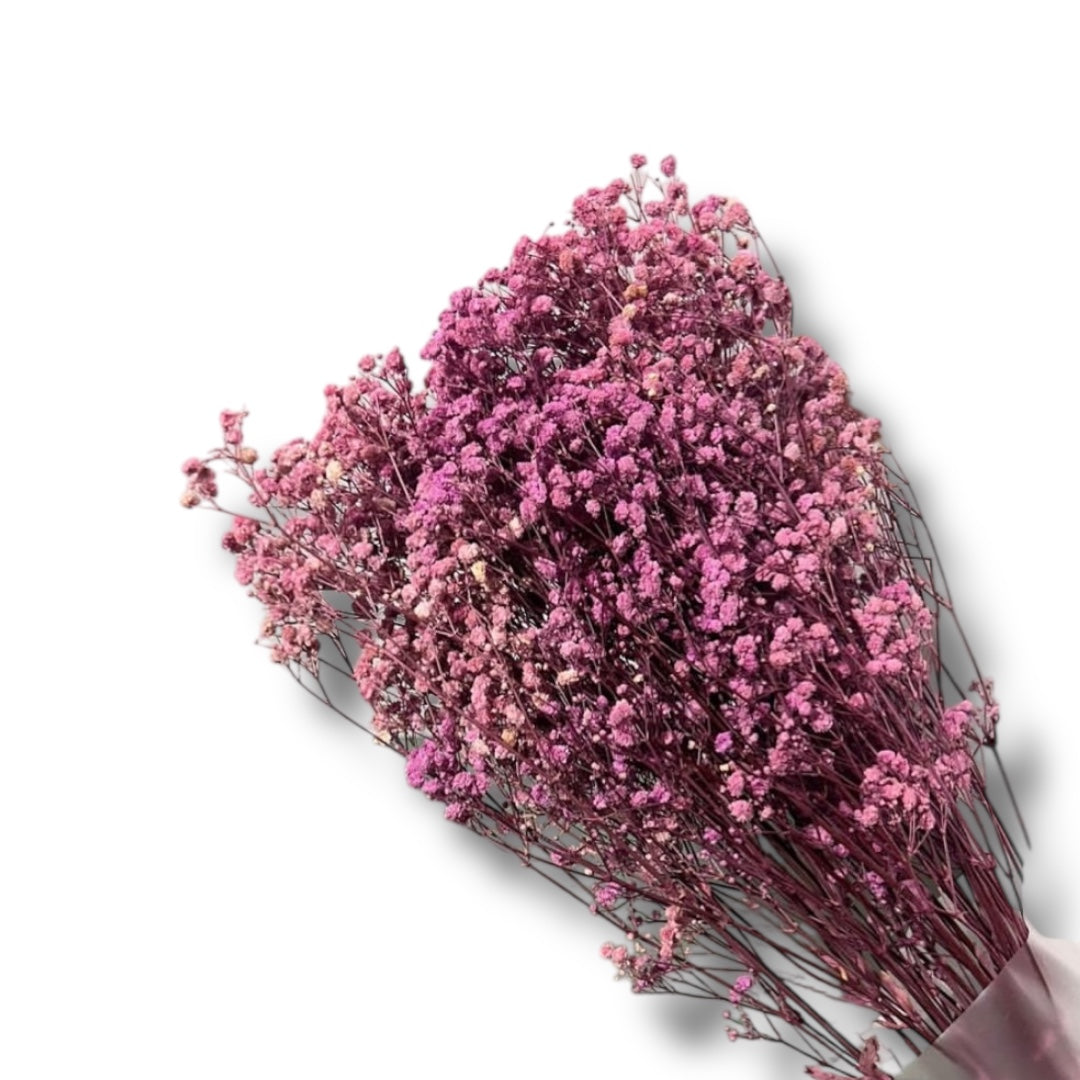 Gypsophila