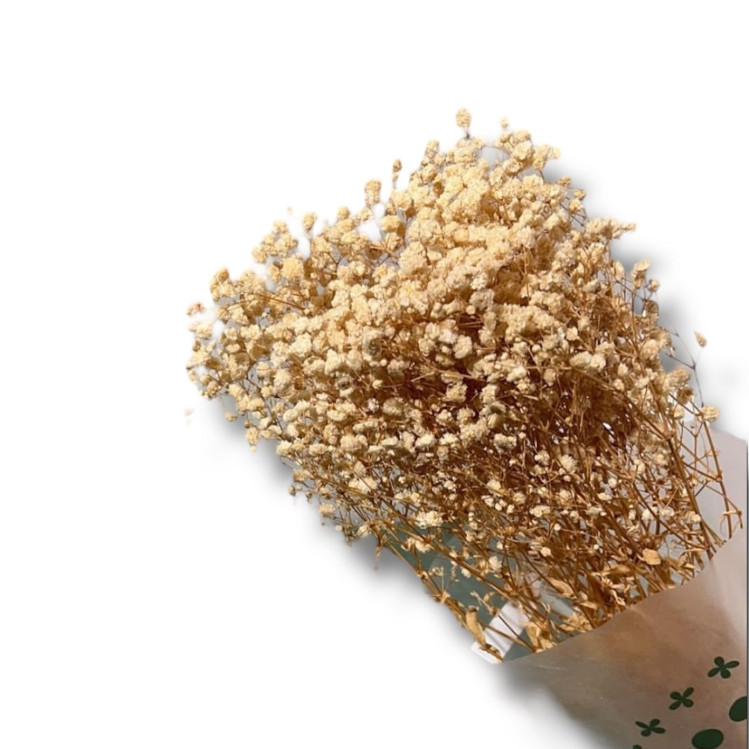 Gypsophila