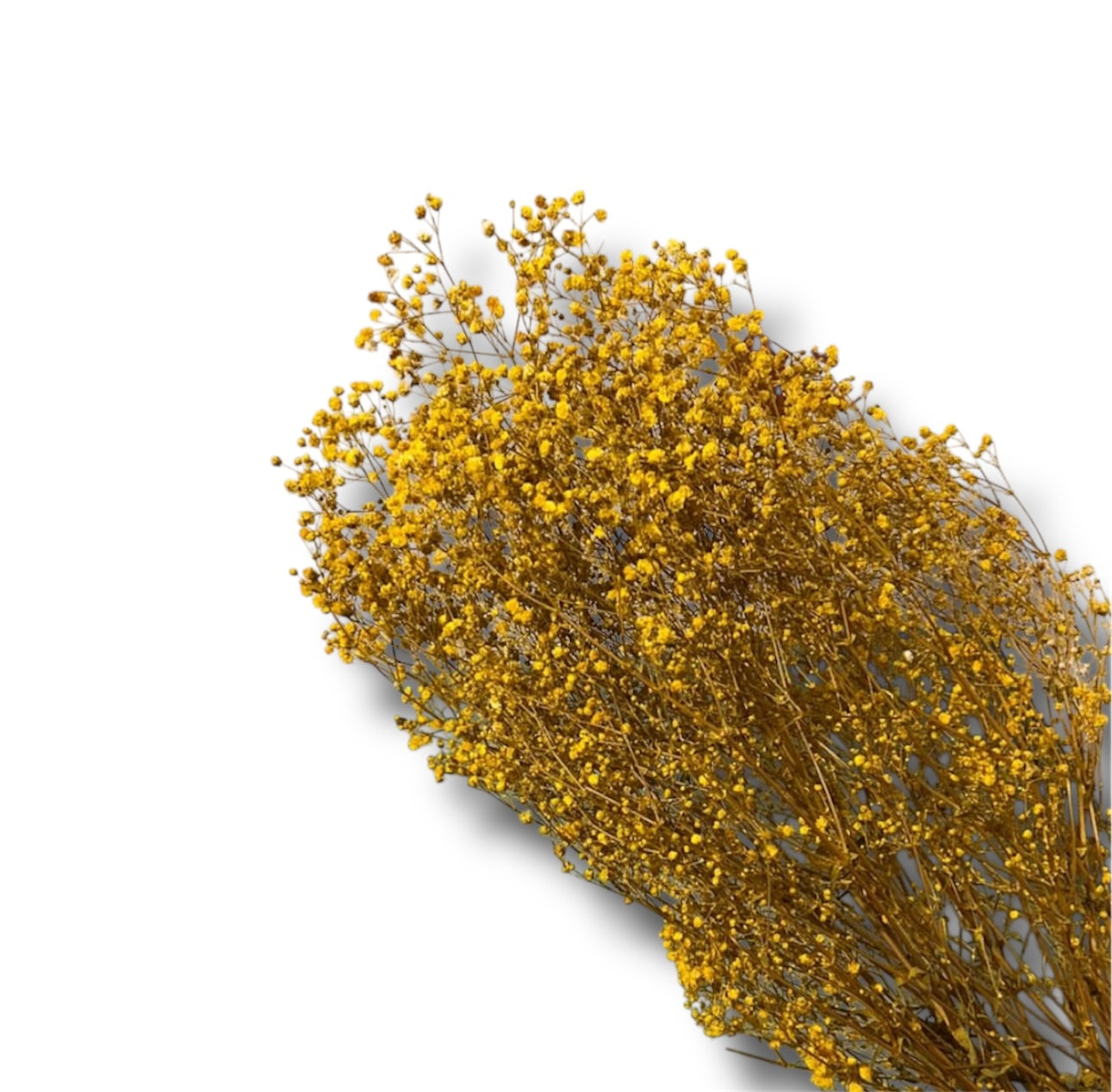 Gypsophila stabilizzata