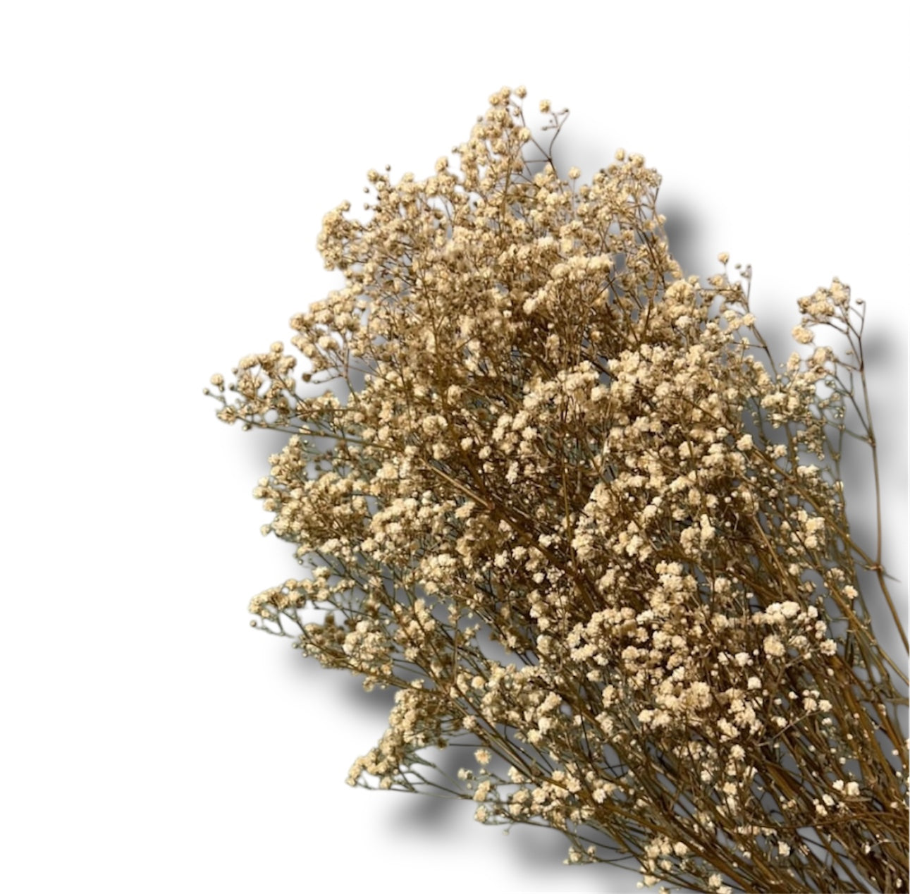 Gypsophila stabilizzata
