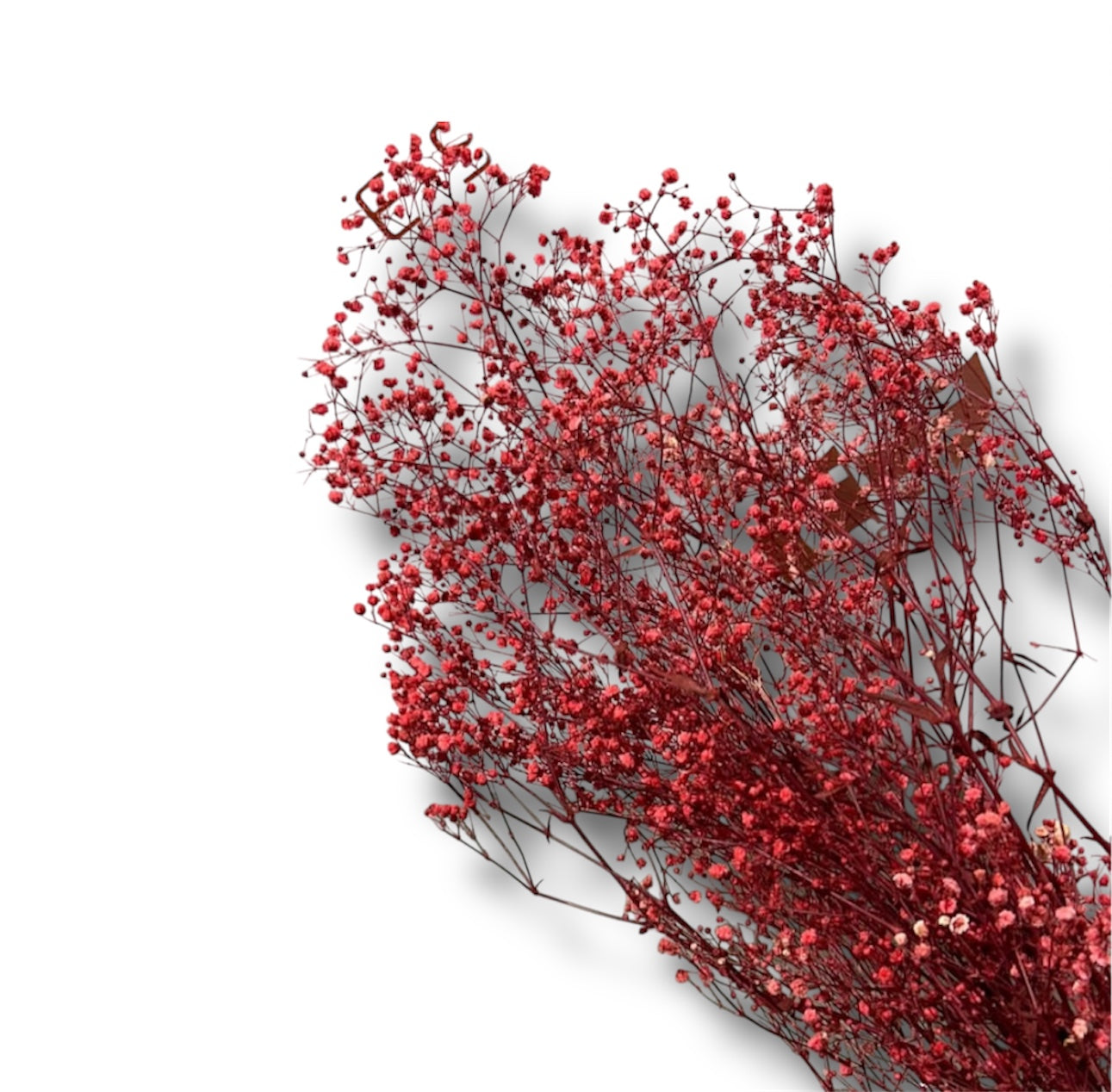 Gypsophila stabilizzata