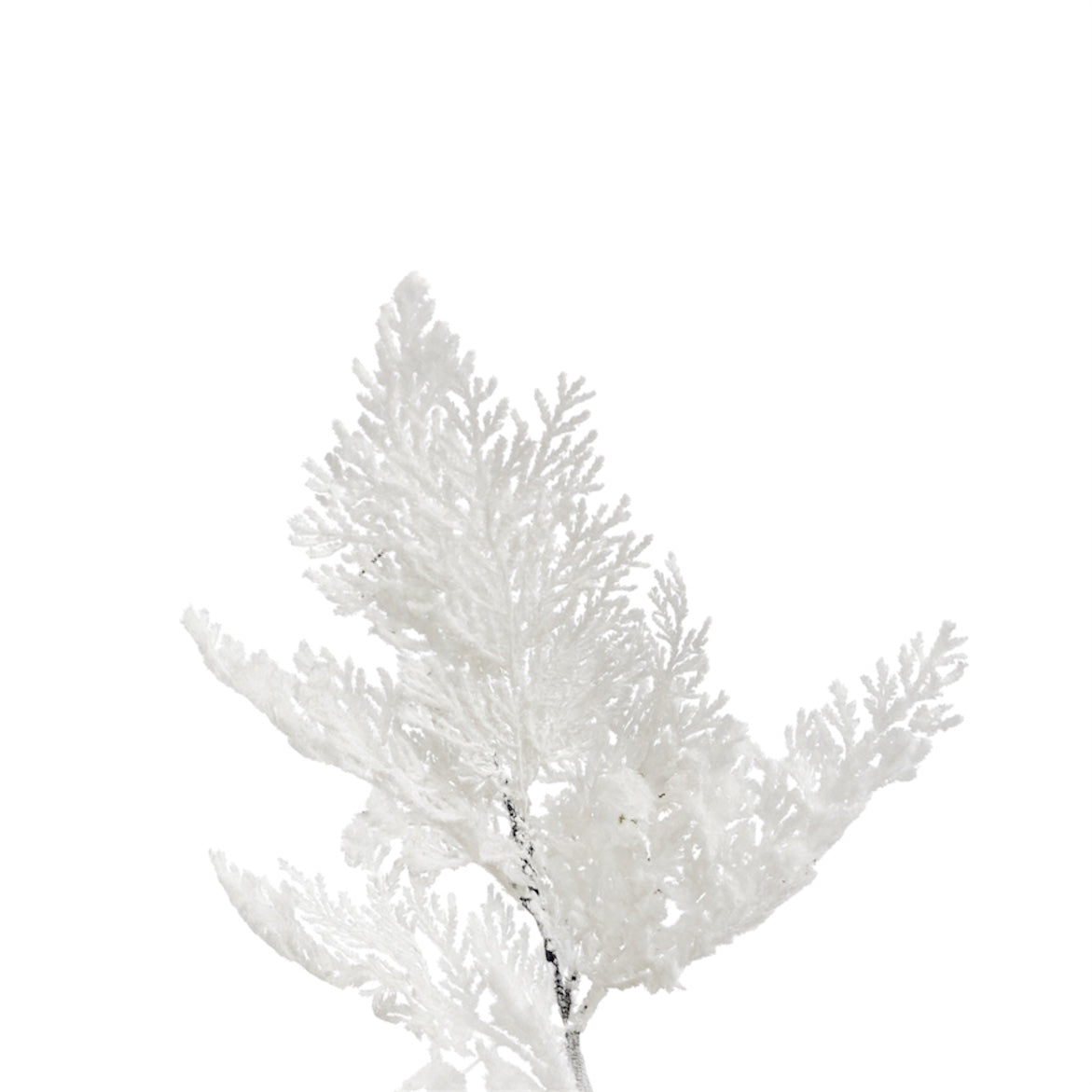 Ramo Tuja Bianco con Neve – 40 cm