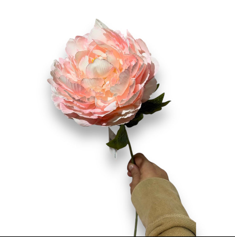 Peonia
