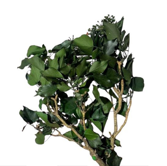 Edera arborea con frutti stabilizzata  50/60cm 130/140gr