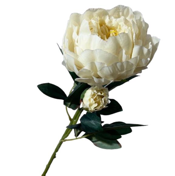 Peonia