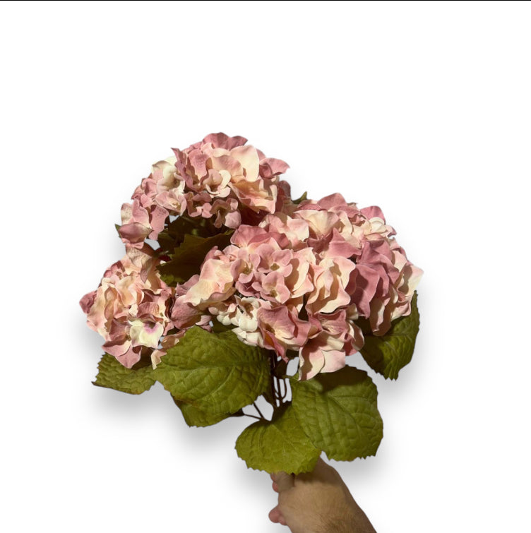 Hydrangea bush x5 45cm