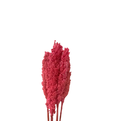 Sorgo 5pz