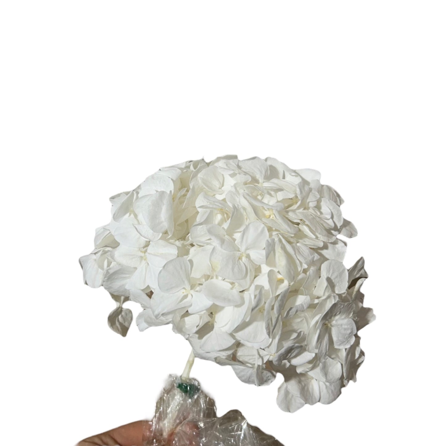 Hydrangea Stabilizzata
