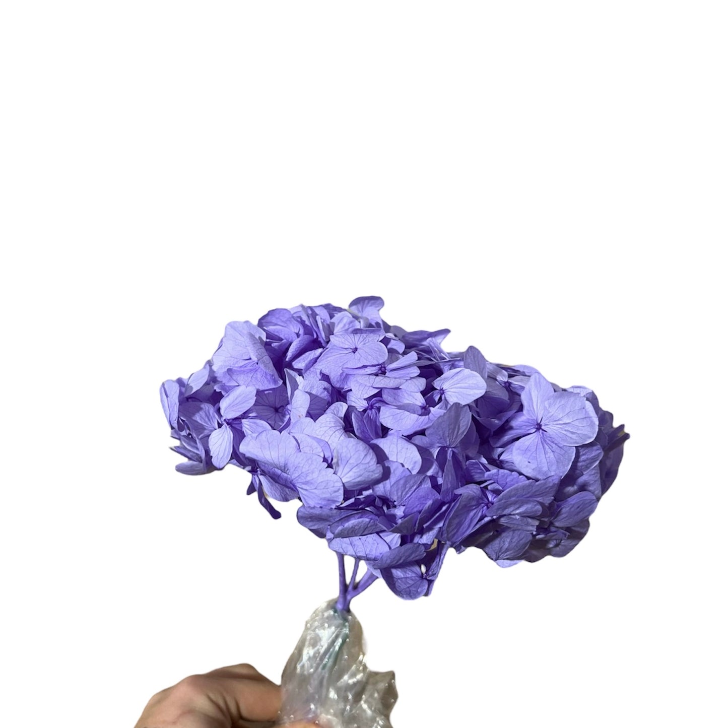 Hydrangea Stabilizzata