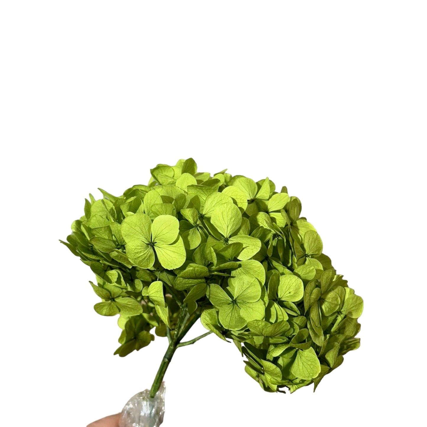 Hydrangea Stabilizzata
