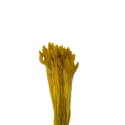 Poa 100gr