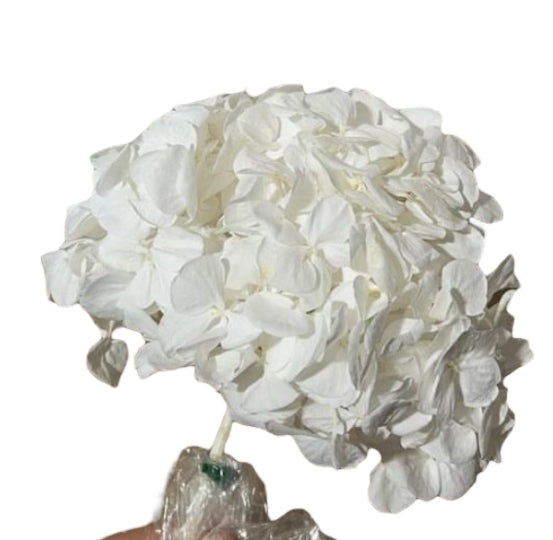 Hydrangea stabilizzata