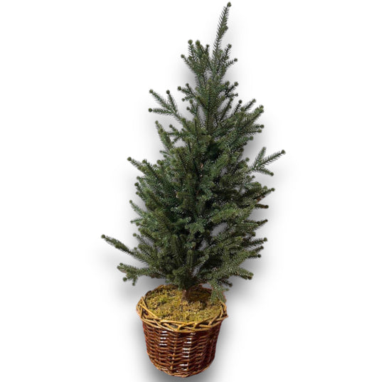 Pinetto scotch con cesto H.80cm