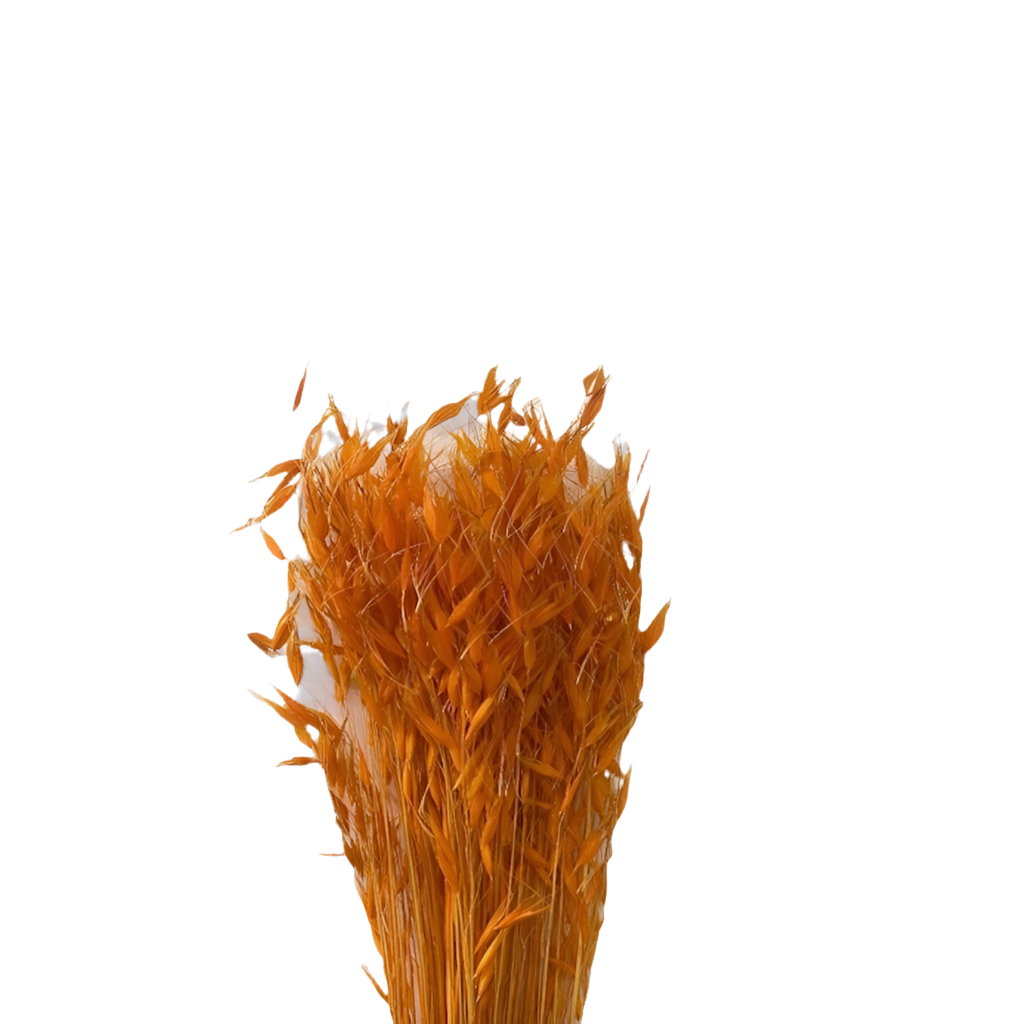 Avena selvatica 100gr