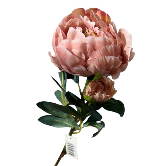 Peonia