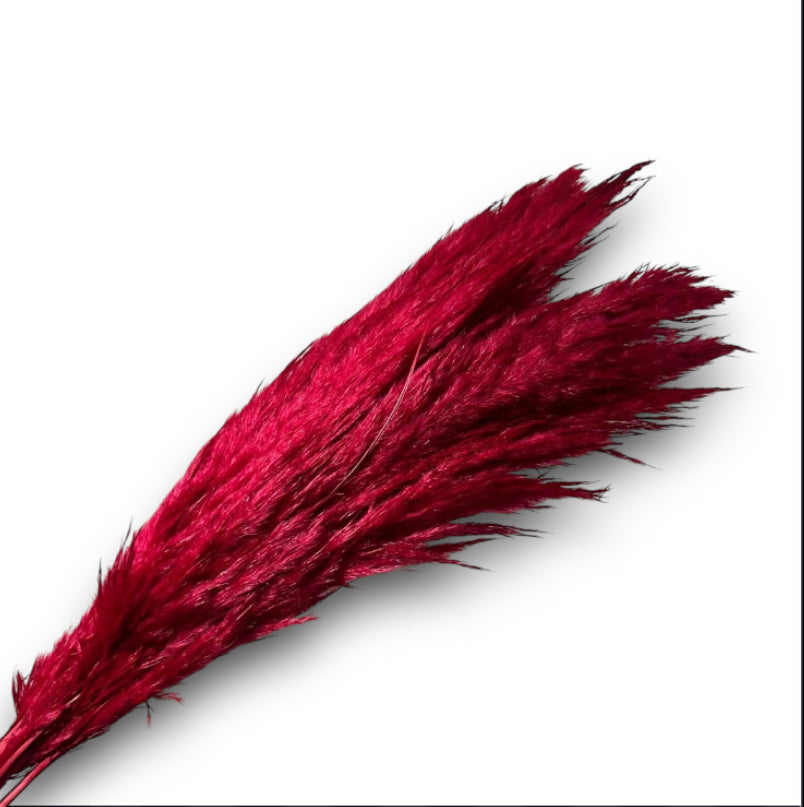 PAMPAS LUNGA COLORATA (6pz)