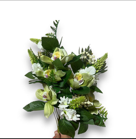 Frontale cimbidium