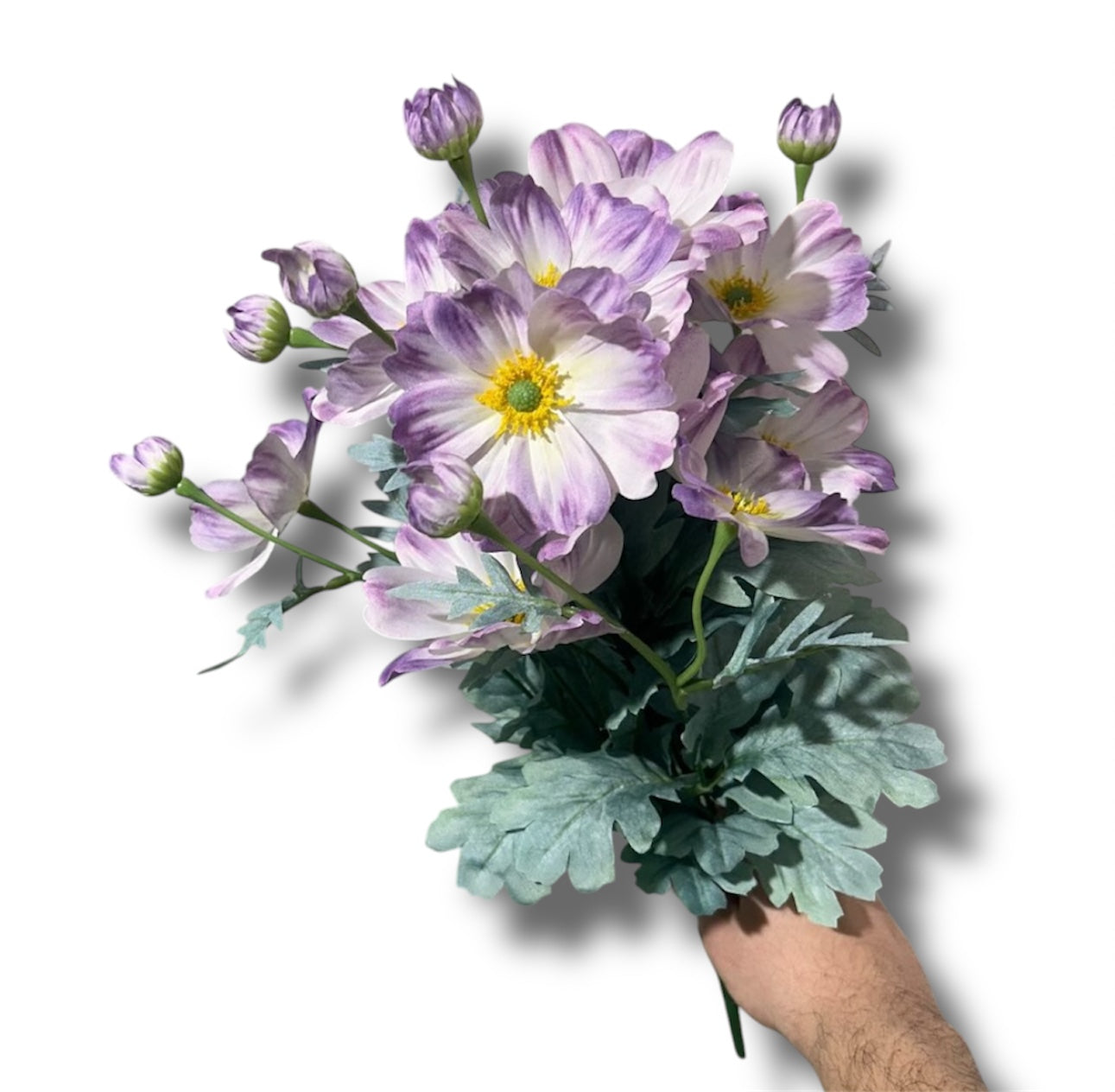 Cosmos bush 58cm