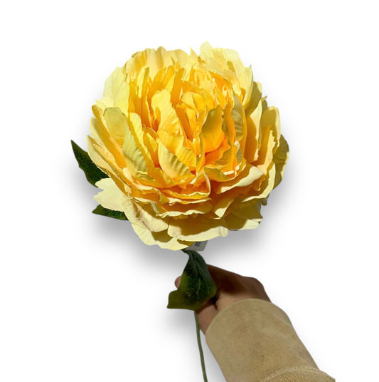 Peonia