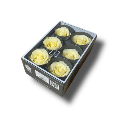 Rose stabilizzate standard 6pz
