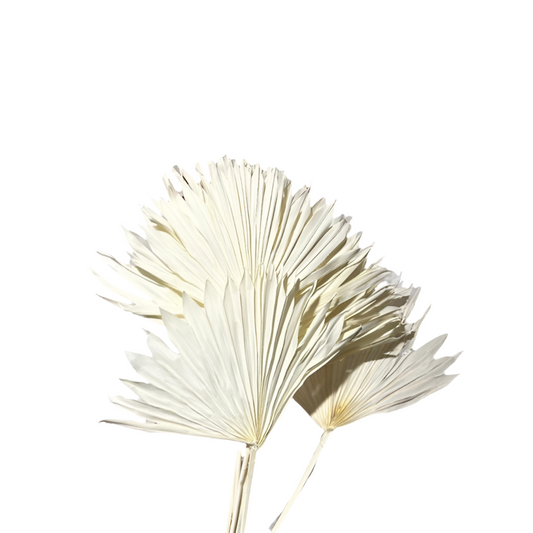 Palm sun spear bianco + color. 8pz