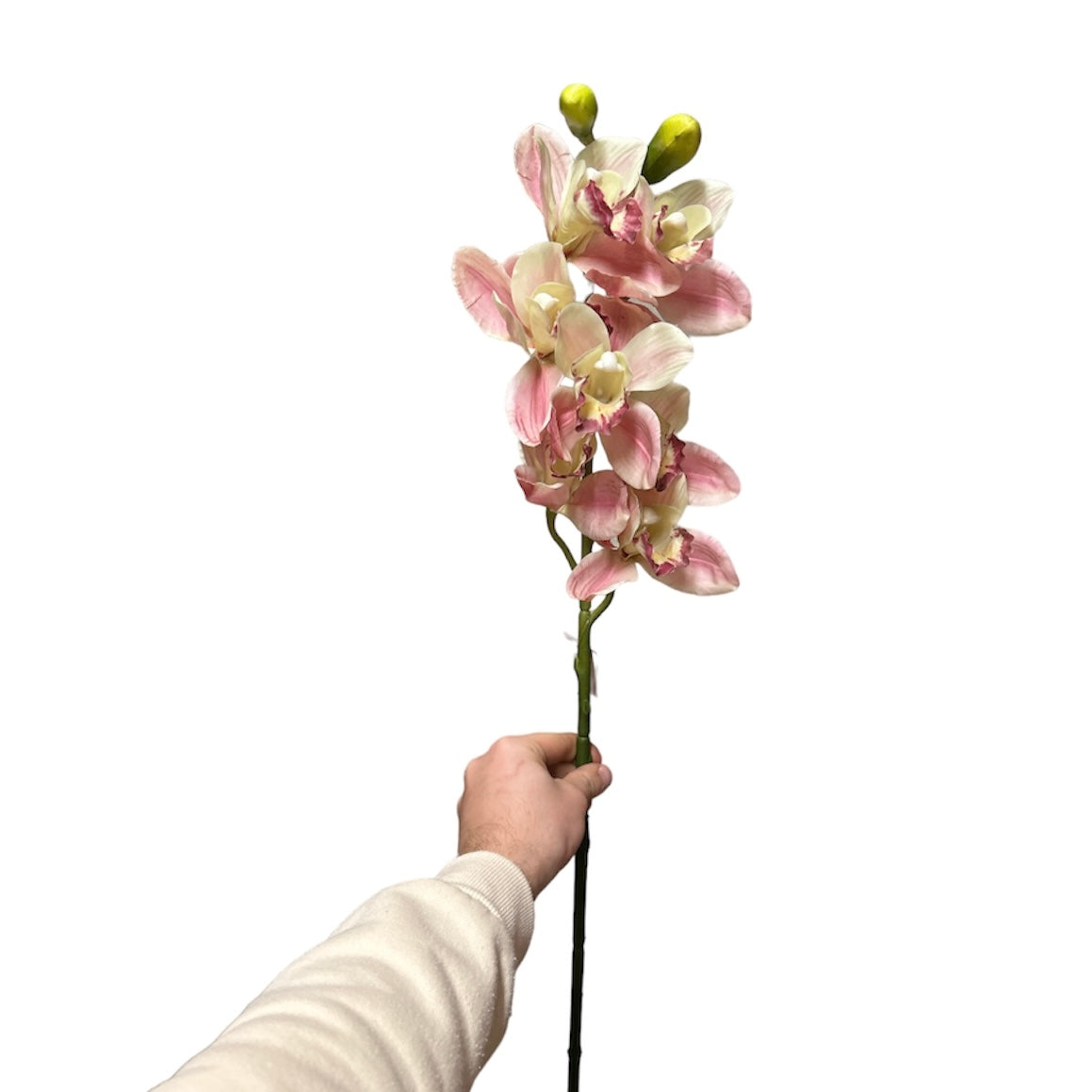 Cymbidium spray w/7flowers