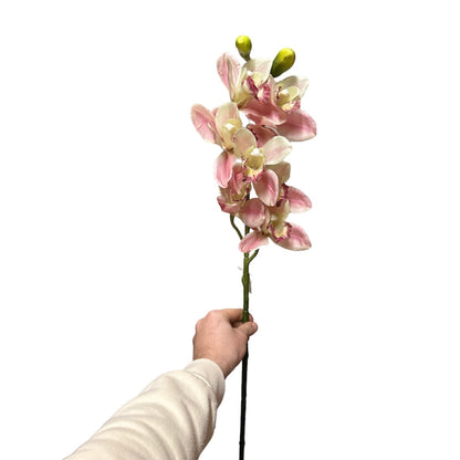 Cymbidium spray w/7flowers
