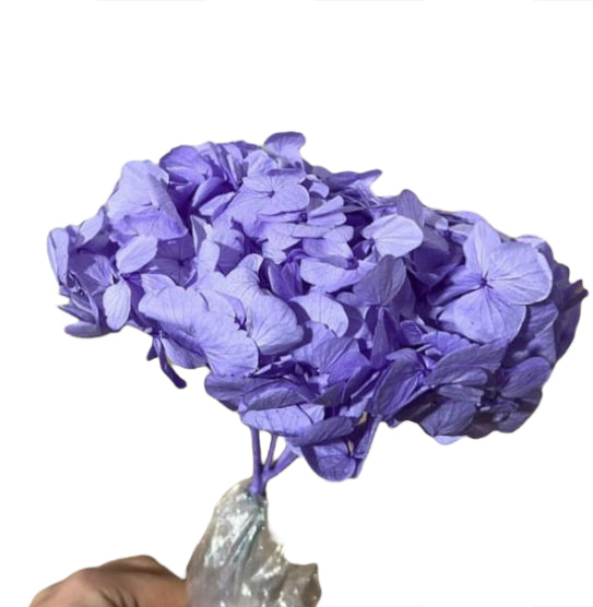 Hydrangea stabilizzata
