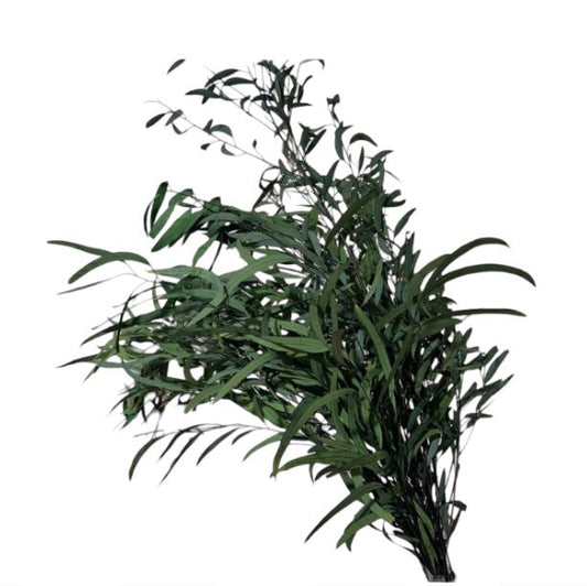 Eucalyptus nicoly 60/70cm 150/160g