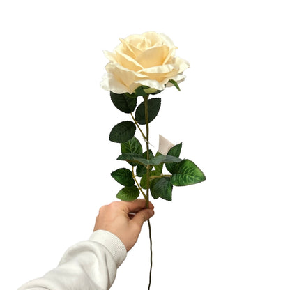 Rose singole