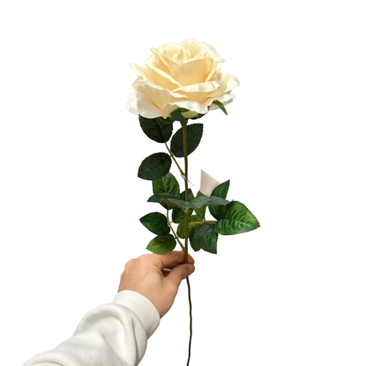 Rose singole