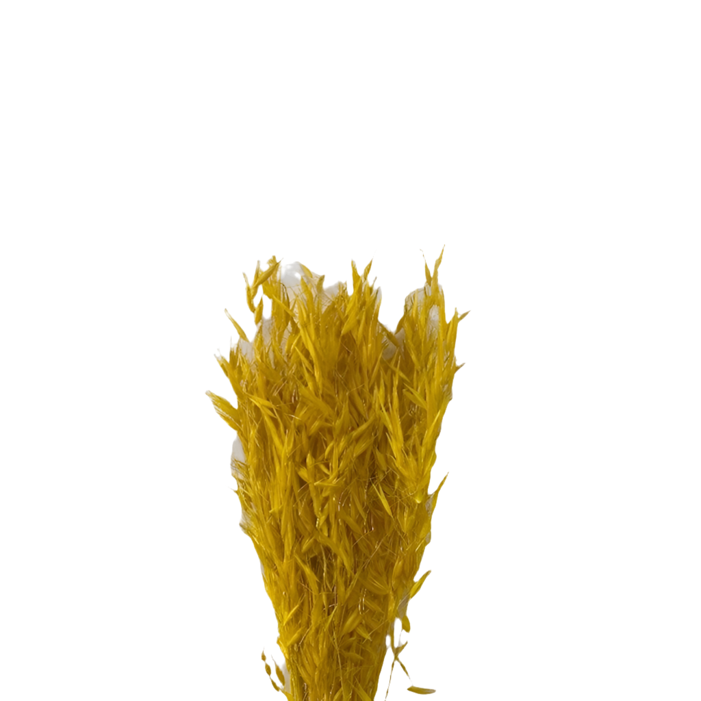 Avena selvatica 100gr