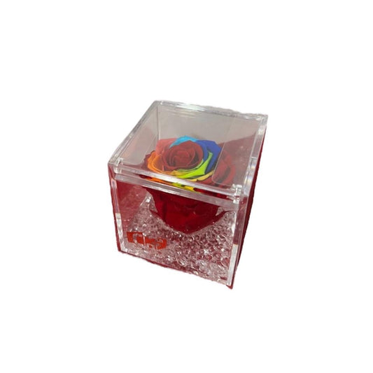 Composizione Rosa stabilizzata raimbow 8x8cm