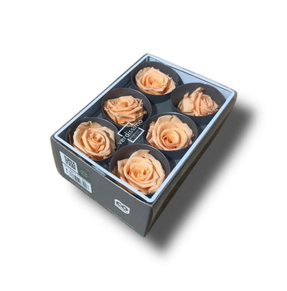 Rose stabilizzate standard 6pz