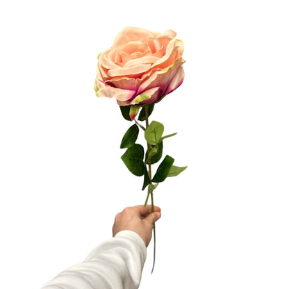 Rose singole