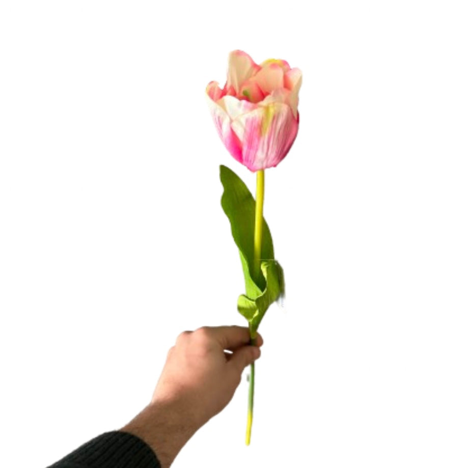 Tulipano singolo