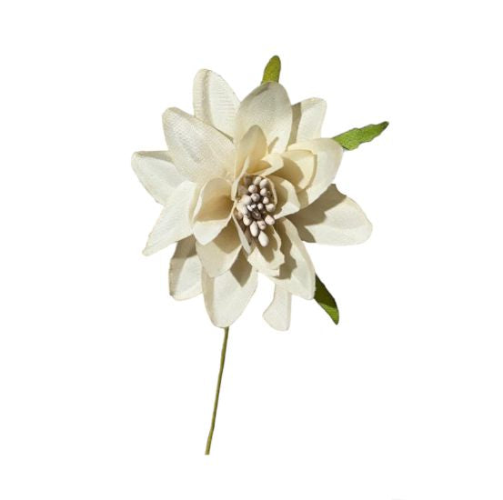Dalia piccola 6cm (6pz)