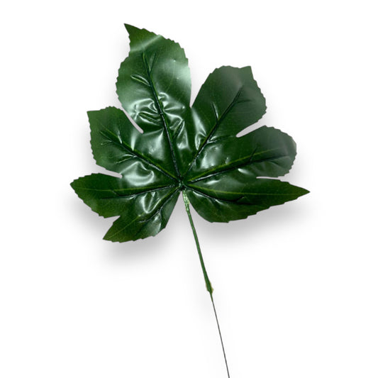 Foglia aralia