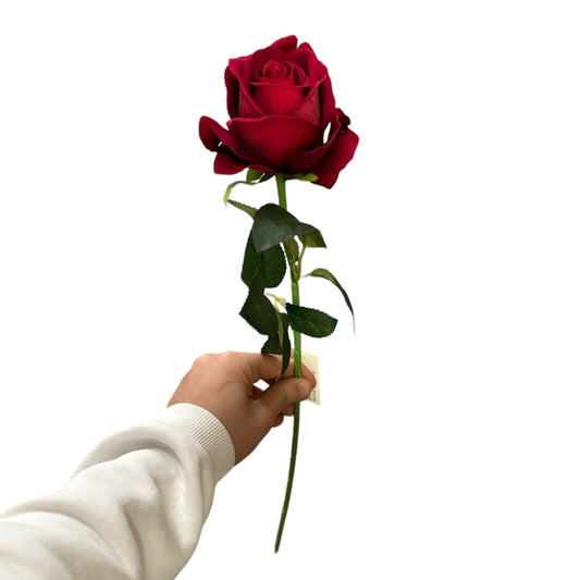 Rosa singola rossa