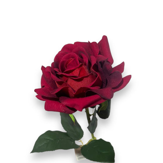 Rosa rossa