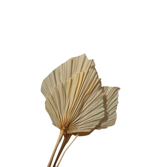Palm spear giant naturale 8pz