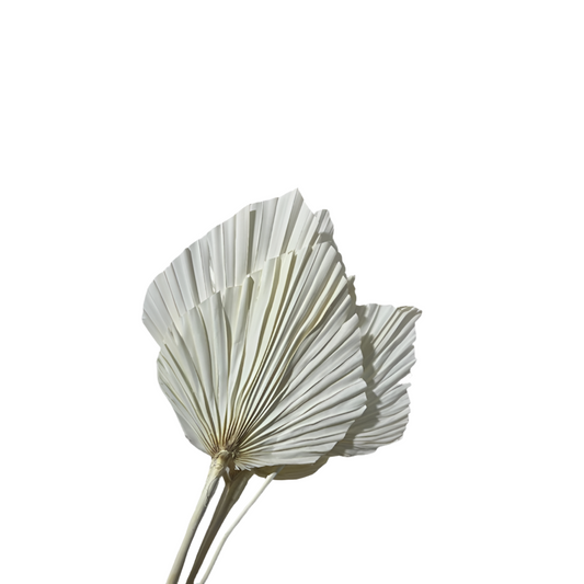 Palm spear giant bianca 5pz