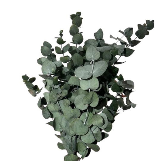 Eucalyptus cinerea stabilizzato 60/70cm 150/160g