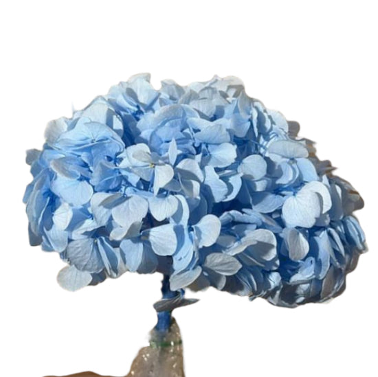 Hydrangea stabilizzata